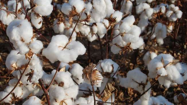 Anatolian Good Cotton - Pamuk Tarlası